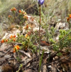 Thelymitra juncifolia at Aranda, ACT - 4 Nov 2017