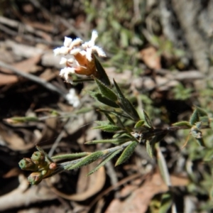 Leucopogon or Styphelia sp. at Point 49 - 4 Nov 2017 01:18 PM