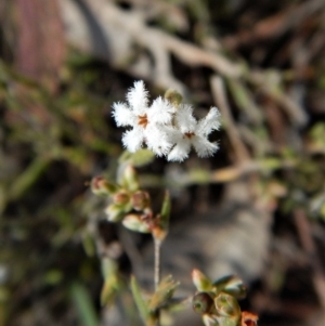 Leucopogon sp. at Point 49 - 4 Nov 2017