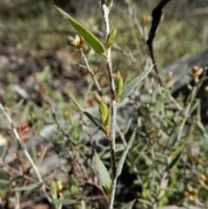 Leucopogon or Styphelia sp. at Point 49 - 4 Nov 2017 01:18 PM