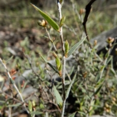 Leucopogon sp. at Point 49 - 4 Nov 2017