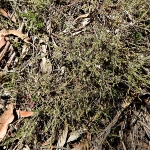 Leucopogon or Styphelia sp. at Point 49 - 4 Nov 2017 01:18 PM