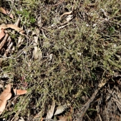 Leucopogon sp. at Point 49 - 4 Nov 2017