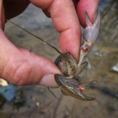 Cherax destructor (Common Yabby) at Wandiyali-Environa Conservation Area - 5 Nov 2017 by Wandiyali