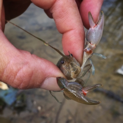 Cherax destructor (Common Yabby) at Jerrabomberra, NSW - 5 Nov 2017 by Wandiyali