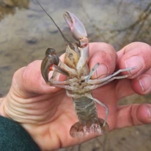 Cherax destructor at Jerrabomberra, NSW - 5 Nov 2017 12:46 PM