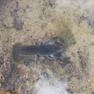 Cherax destructor at Jerrabomberra, NSW - 5 Nov 2017