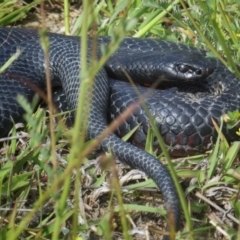 Pseudechis porphyriacus (Red-bellied Black Snake) at Jerrabomberra, NSW - 4 Nov 2017 by Wandiyali