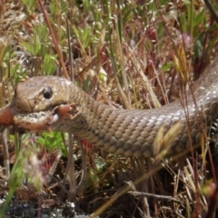 Pseudonaja textilis (Eastern Brown Snake) at Googong, NSW - 4 Nov 2017 by Wandiyali