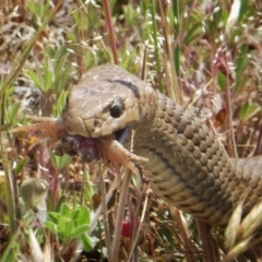 Pseudonaja textilis at Googong, NSW - 4 Nov 2017