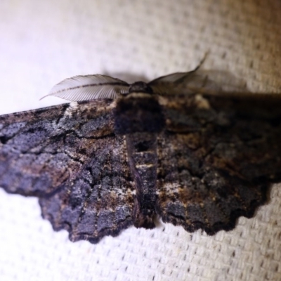 Pholodes sinistraria (Sinister or Frilled Bark Moth) at O'Connor, ACT - 14 Oct 2017 by ibaird