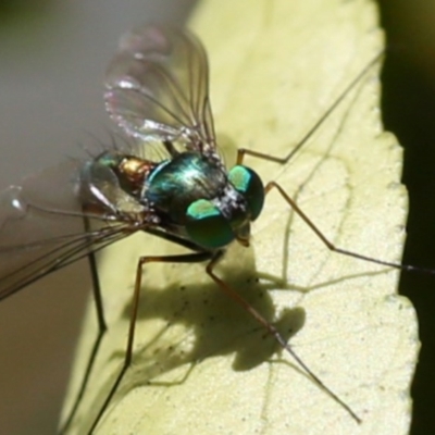 Austrosciapus sp. (genus) (Long-legged fly) at Spence, ACT - 5 Nov 2017 by JudithRoach