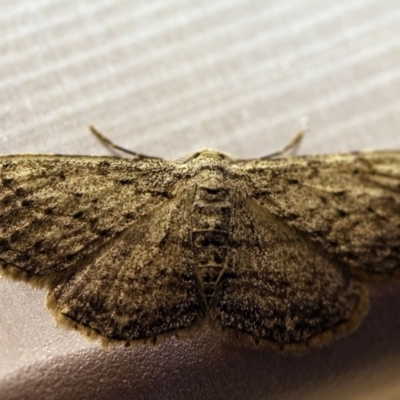 Ectropis bispinaria (Loop-line Bark Moth) at O'Connor, ACT - 11 Oct 2017 by ibaird