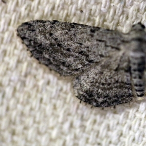 Ectropis bispinaria at O'Connor, ACT - 11 Oct 2017 07:45 PM