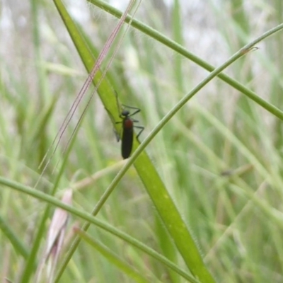 Bibio imitator (Garden maggot) at Wallaroo, NSW - 4 Nov 2017 by Christine