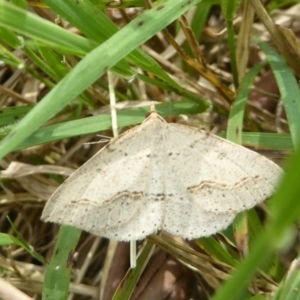 Taxeotis stereospila at Wallaroo, NSW - 5 Nov 2017