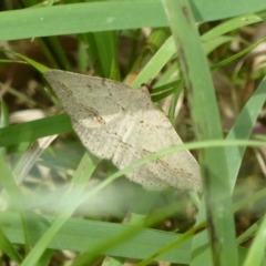 Taxeotis stereospila at Wallaroo, NSW - 5 Nov 2017