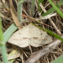 Taxeotis stereospila at Wallaroo, NSW - 5 Nov 2017