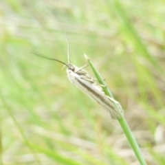 Philobota agnesella (A concealer moth) at Wallaroo, NSW - 5 Nov 2017 by Christine