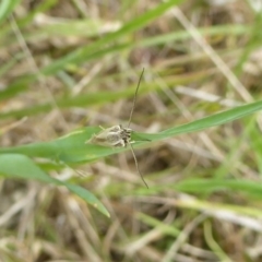 Philobota agnesella at Wallaroo, NSW - 5 Nov 2017