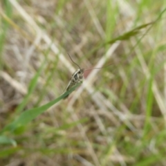 Philobota agnesella at Wallaroo, NSW - 5 Nov 2017