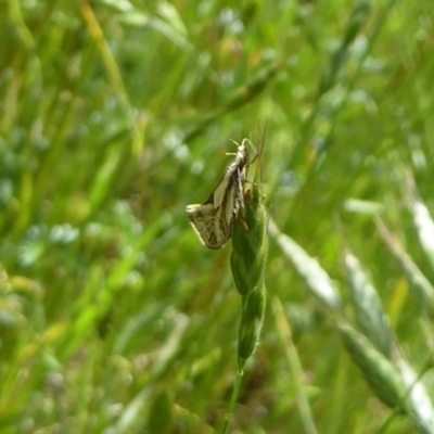 Thema macroscia (A concealer moth) at Wallaroo, NSW - 4 Nov 2017 by Christine