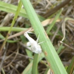 Acrididae sp. (family) (Unidentified Grasshopper) at Wallaroo, NSW - 5 Nov 2017 by Christine