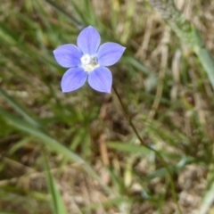 Wahlenbergia sp. (Bluebell) at Wallaroo, NSW - 4 Nov 2017 by Christine