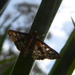 Nacoleia rhoeoalis (A Crambid moth (Spilomelinae) at Wallaroo, NSW - 5 Nov 2017 by Christine