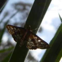 Nacoleia rhoeoalis (Spilomelinae) at Wallaroo, NSW - 5 Nov 2017 by Christine