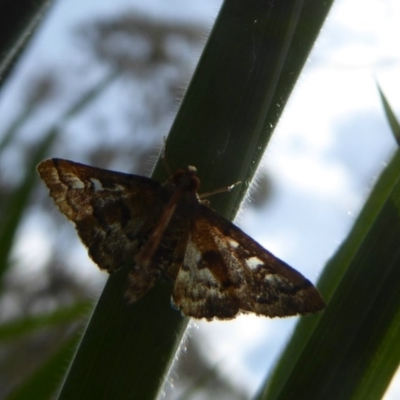 Nacoleia rhoeoalis (A Crambid moth (Spilomelinae) at Wallaroo, NSW - 5 Nov 2017 by Christine