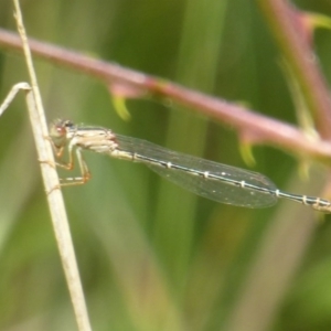 Xanthagrion erythroneurum at Wallaroo, NSW - 5 Nov 2017