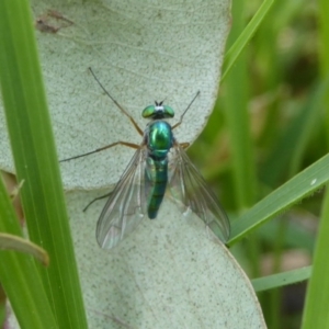 Austrosciapus connexus at Wallaroo, NSW - 5 Nov 2017