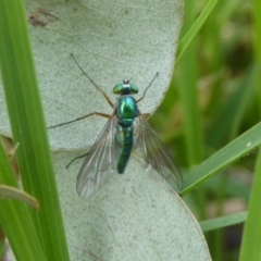 Austrosciapus connexus (Green long-legged fly) at Wallaroo, NSW - 4 Nov 2017 by Christine
