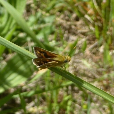 Taractrocera papyria (White-banded Grass-dart) at Wallaroo, NSW - 5 Nov 2017 by Christine