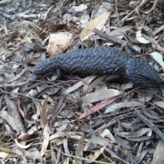 Tiliqua rugosa (Shingleback Lizard) at Hackett, ACT - 5 Nov 2017 by WalterEgo