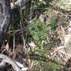 Indigofera adesmiifolia at Majura, ACT - 5 Nov 2017