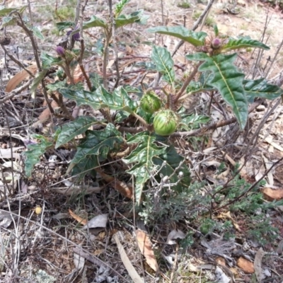Solanum cinereum (Narrawa Burr) at Mount Ainslie - 5 Nov 2017 by SilkeSma