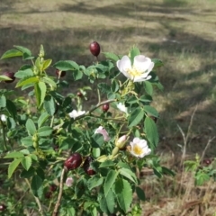 Rosa canina (Dog Rose) at Farrer, ACT - 5 Nov 2017 by Mike