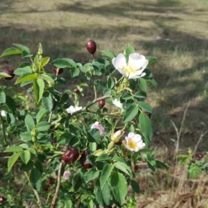 Rosa canina at Farrer, ACT - 5 Nov 2017 04:21 PM