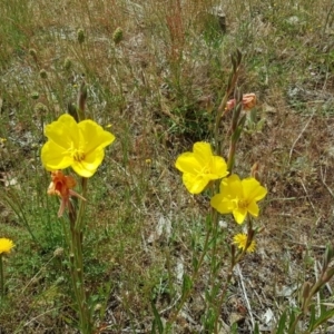 Oenothera stricta subsp. stricta at Garran, ACT - 5 Nov 2017 12:23 PM