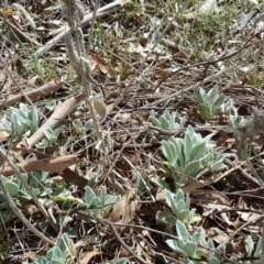 Stachys byzantina (Lambs Ears) at Garran, ACT - 5 Nov 2017 by Mike