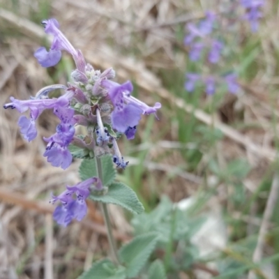 Nepeta cataria (Catmint, Catnip) at Garran, ACT - 5 Nov 2017 by Mike