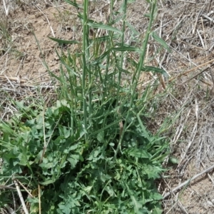 Chondrilla juncea at Garran, ACT - 5 Nov 2017 12:13 PM