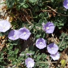 Convolvulus sabatius (Blue Rock Bindweed) at Garran, ACT - 5 Nov 2017 by Mike