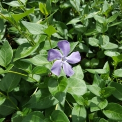 Vinca major (Blue Periwinkle) at Garran, ACT - 5 Nov 2017 by Mike