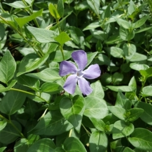 Vinca major at Garran, ACT - 5 Nov 2017