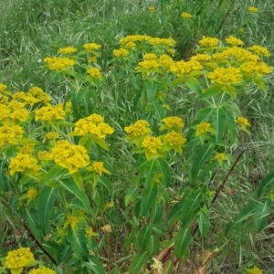 Euphorbia oblongata at Garran, ACT - 5 Nov 2017