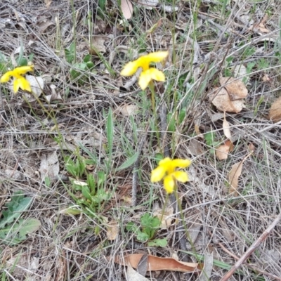 Goodenia pinnatifida (Scrambled Eggs) at O'Malley, ACT - 5 Nov 2017 by Mike