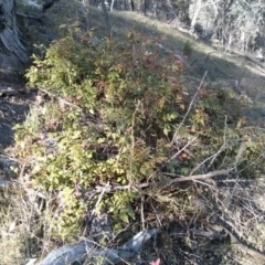 Berberis aquifolium (Oregon Grape) at Mount Ainslie - 5 Nov 2017 by WalterEgo